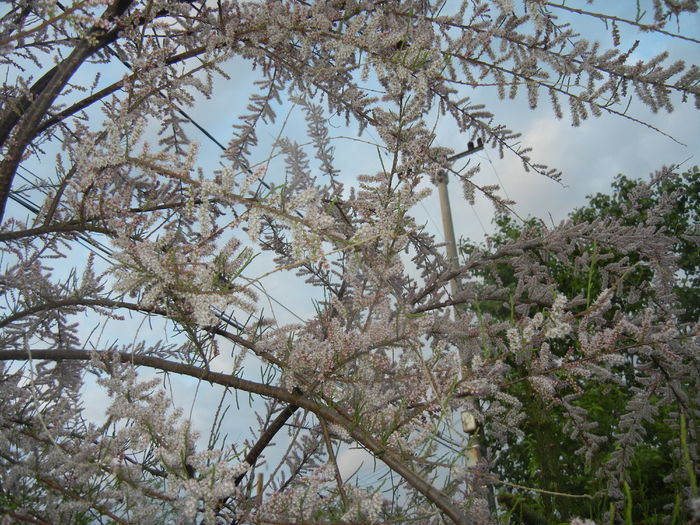 Tamarix tetranda (2015, May 03)