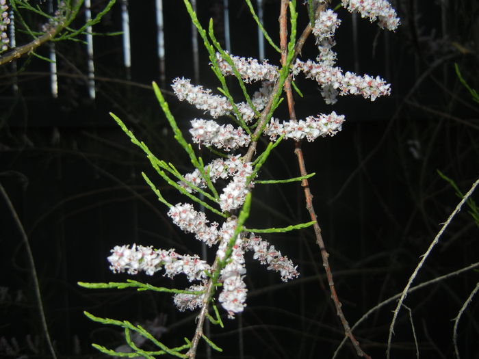 Tamarix tetranda (2015, May 03)