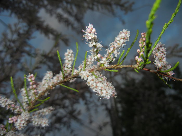 Tamarix tetranda (2015, May 03)