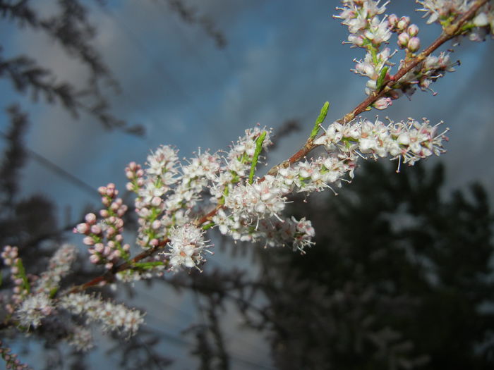 Tamarix tetranda (2015, May 03)