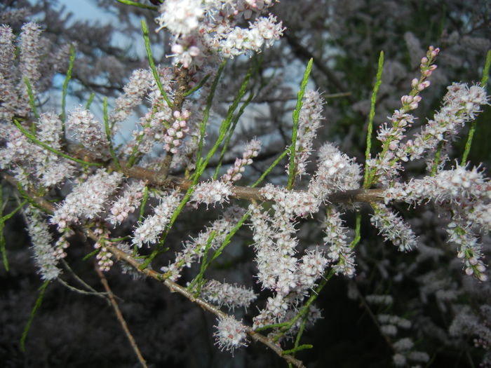 Tamarix tetranda (2015, May 03)