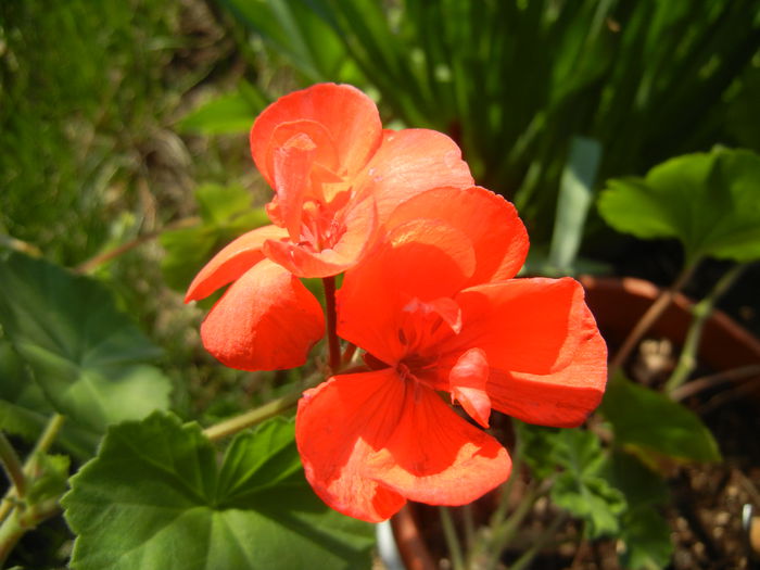 Red Geranium (2015, April 13)