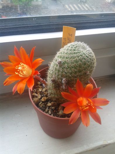20150514_113239 - Cactusi 2015