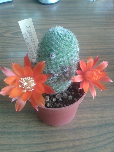 20150514_113104 - Cactusi 2015
