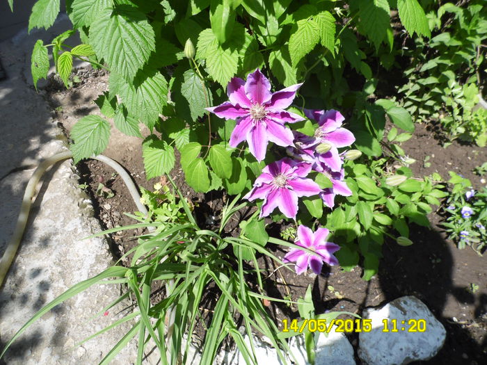 SAM_0011 - CLEMATITE