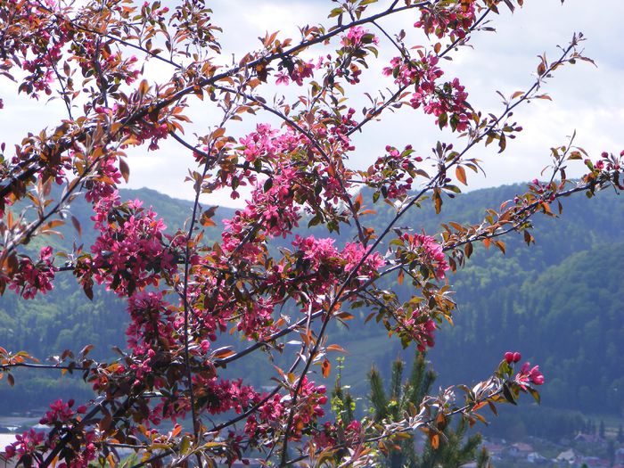 Malus floribunda - Mai 2015