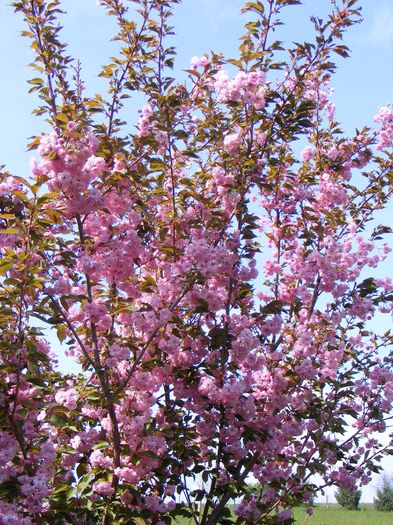 Prunus Kanzan - Mai 2015