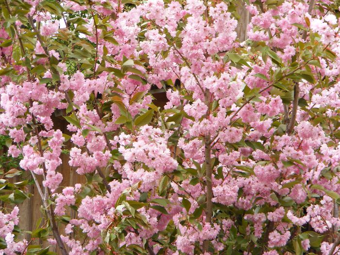 Prunus Kanzan