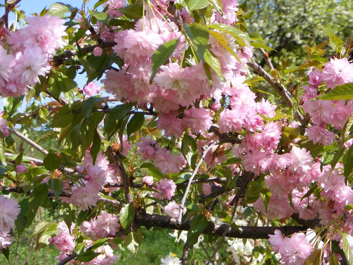 Prunus Kiku-shidare-zakura - Mai 2015