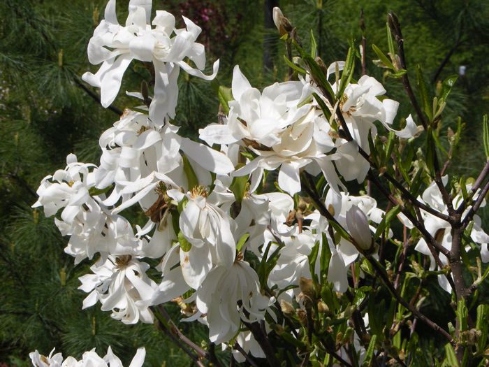 Magnolia Stellata - Mai 2015