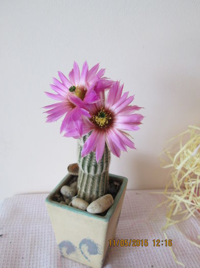 echinocereus pectinatus - cactusi