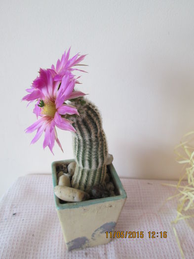 005 - cactusi