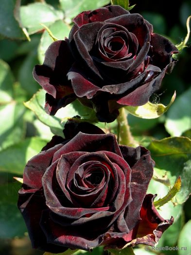 Black Baccara1 - Trandafirii care mi doresc
