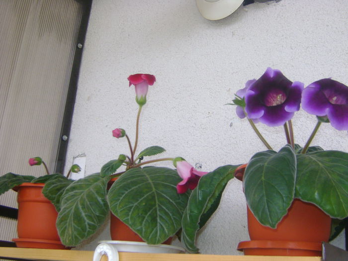 DSC07608 - GLOXINIA