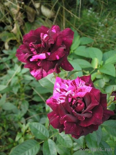 Purple Tiger - Trandafirii care mi doresc