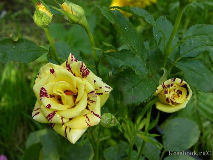 Simsalabim (KORsimsala) - Trandafirii care mi doresc