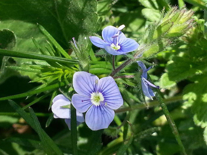 20150425_112201 - 1_PRIMAVARA