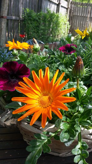 IMG-20150425-WA0037 - 1_PRIMAVARA