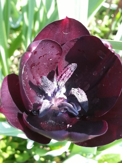 20150426_120904 - 1_PRIMAVARA