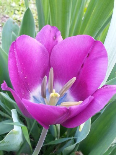 20150426_121015 - 1_PRIMAVARA