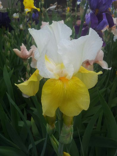 Tulip festival