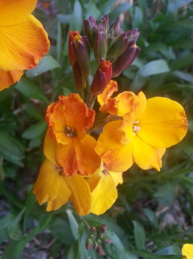 20150429_185718 - 1_PRIMAVARA