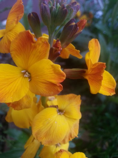 20150429_185734 - 1_PRIMAVARA