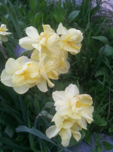 20150429_192801 - 1_PRIMAVARA