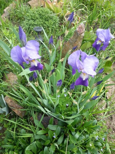 20150504_165535 - 1_PRIMAVARA