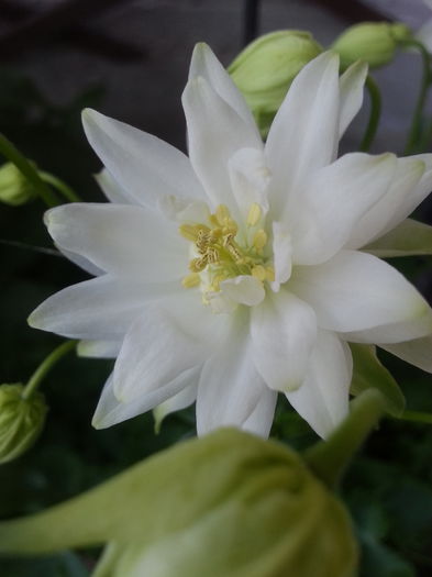 20150505_192419 - 1_PRIMAVARA