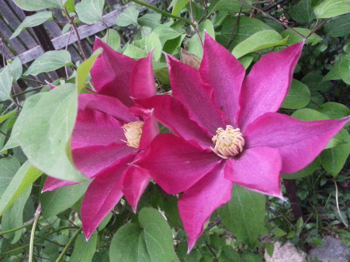 20150507_064832 - 1_PRIMAVARA