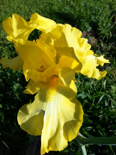 20150507_172354 - 1_PRIMAVARA