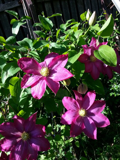 20150507_173652 - 1_PRIMAVARA