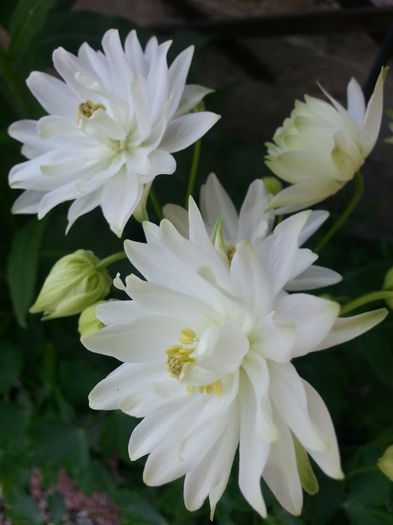 20150509_125003 - 1_PRIMAVARA