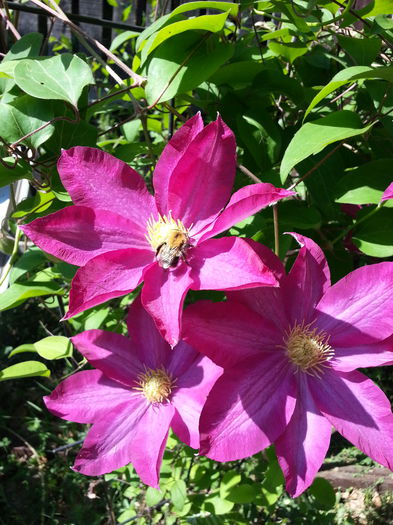 20150509_155950 - 1_PRIMAVARA