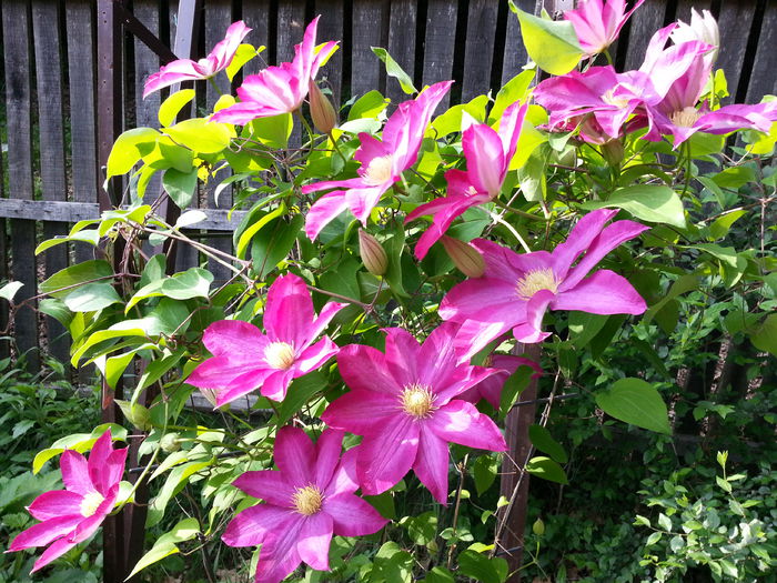 20150509_174844 - 1_PRIMAVARA