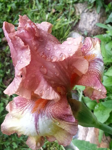 20150510_085713 - 1_PRIMAVARA