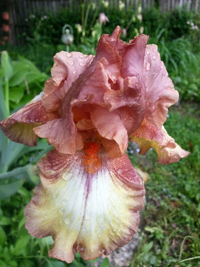 20150510_085652 - 1_PRIMAVARA