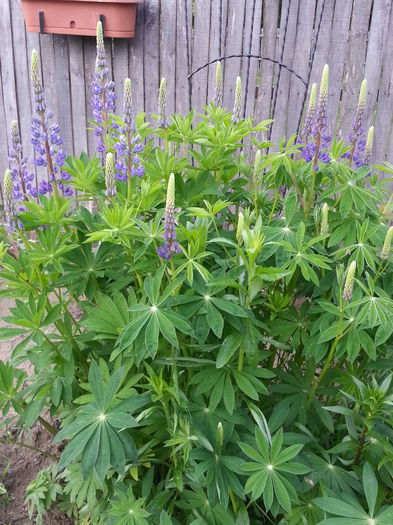 20150511_193527 - 1_PRIMAVARA