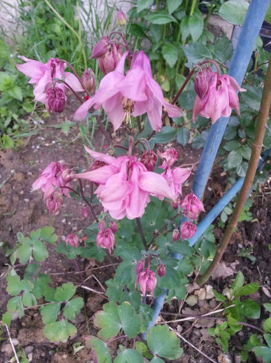 20150511_194933 - 1_PRIMAVARA