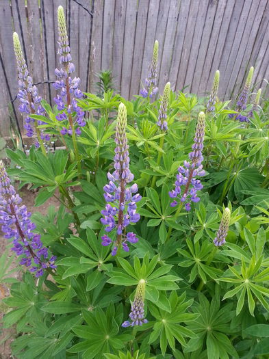 20150511_195752 - 1_PRIMAVARA