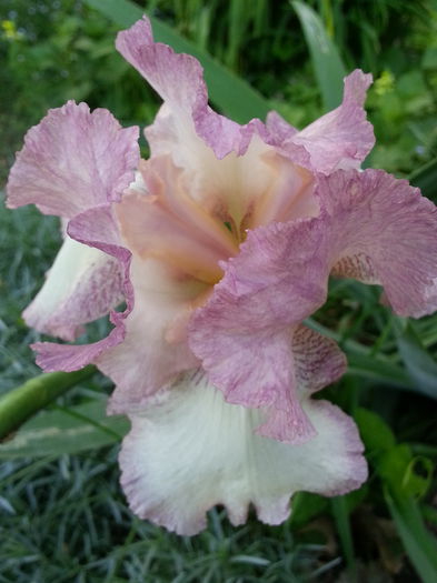 20150512_170159 - 1_PRIMAVARA