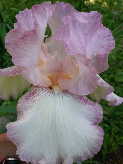 20150512_170222 - 1_PRIMAVARA