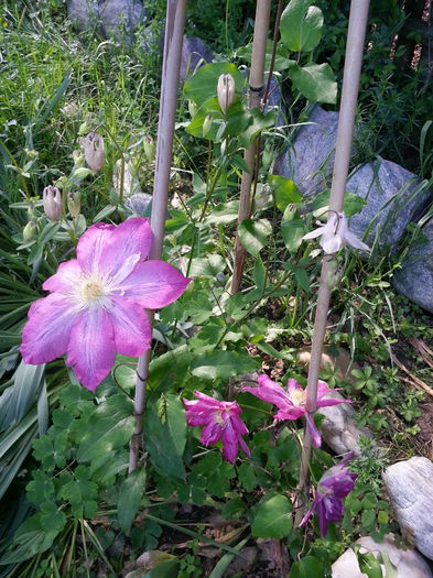 20150512_170244 - 1_PRIMAVARA