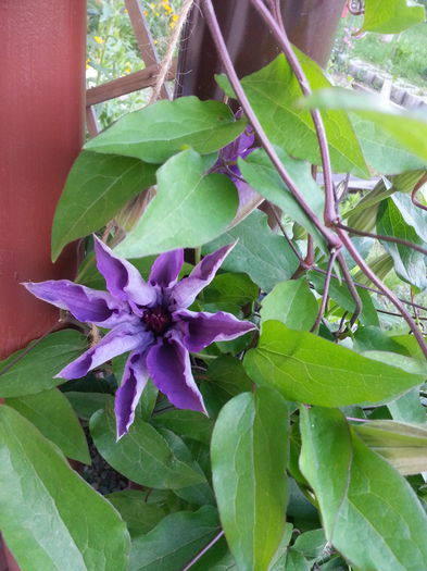 20150513_192326 - 1_PRIMAVARA