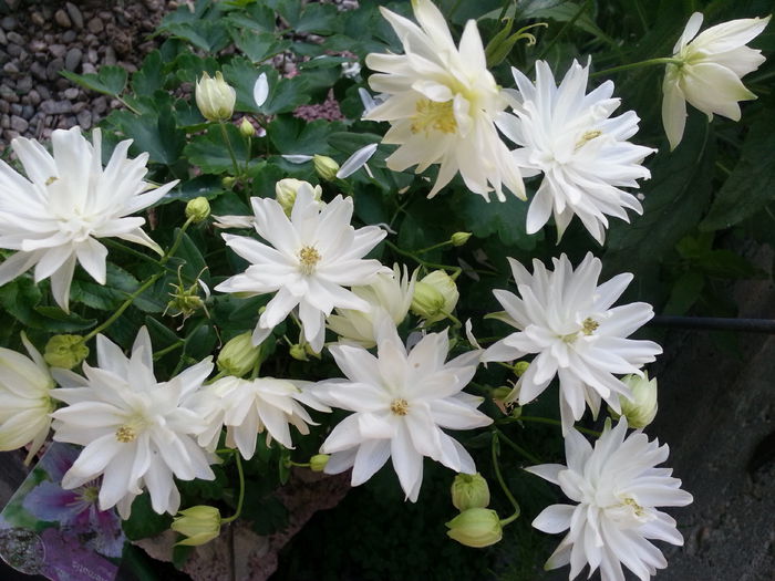 20150513_192356 - 1_PRIMAVARA