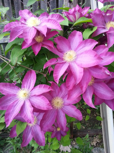 20150513_192736 - 1_PRIMAVARA