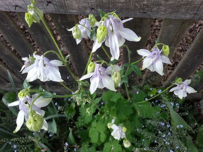 20150513_192832 - 1_PRIMAVARA