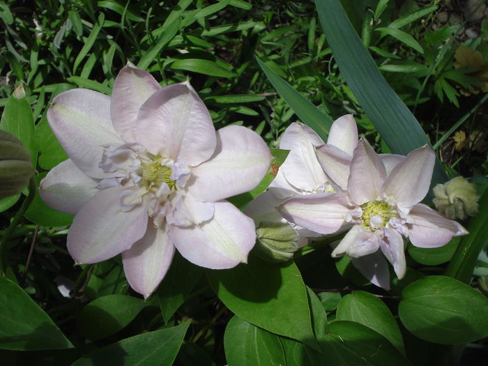 Innocent Blush - Clematis 2015