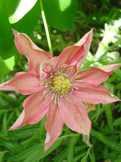 Little Marmeid - Clematis 2015